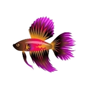 Maroon Dorsal Betta